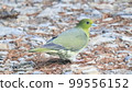 Pigeon (Yamadove photo size 16:9) 99556152