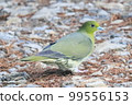 pigeon (mountain pigeon) 99556153