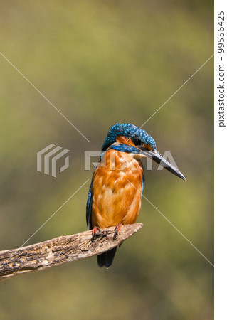 Kingfisher, Monfrague National Park, Spain 99556425