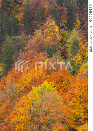 Autumn Mixed Forest, Fussen, Germany 99556429
