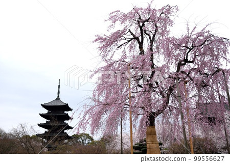 Kyoto Toji-ji Five-storied pagoda and a branched cherry tree Kyoto Toji-ji Five-storied pagoda and a branched cherry tree 99556627