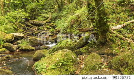 Fragas do Eume Natural Park, Pontedeume, Spain 99556721