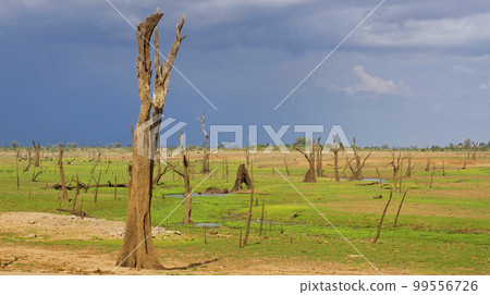 Waterland Landscape, Udawalawe National Park, Sri Lanka Waterland Landscape, Udawalawe National Park, Sri Lanka 99556726