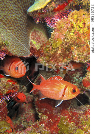 Reef Fish, Isla de la Juventud, Cuba 99556738