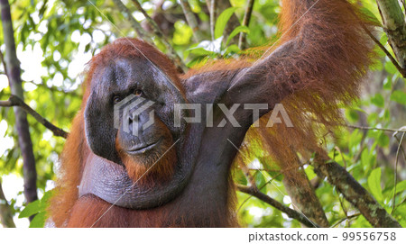 Orangutan, Tanjung Puting National Park, Borneo 99556758