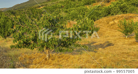 Cherry Tree, Valle del Jerte, Spain Cherry Tree, Valle del Jerte, Spain 99557005