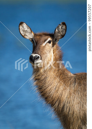 Close-up of female common waterbuck beside water 99557207