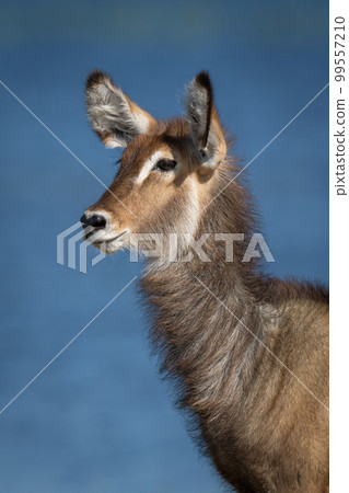 Close-up of female common waterbuck by river Close-up of female common waterbuck by river 99557210