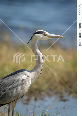 Close-up of grey heron standing by river 99557229