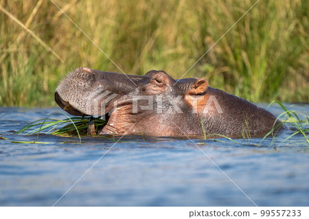 Close-up of hippo chewing grass in river Close-up of hippo chewing grass in river 99557233