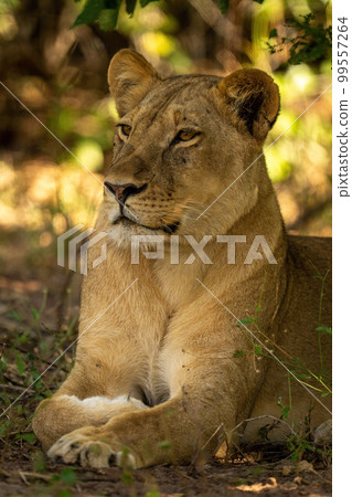 Close-up of lioness lying staring under tree 99557264