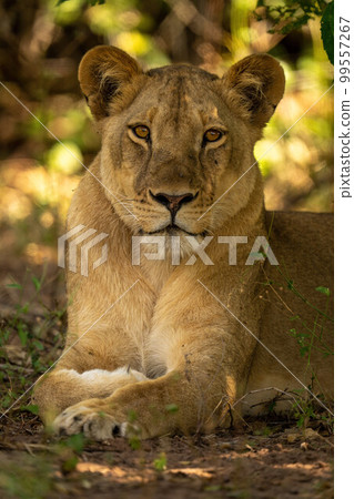 Close-up of lioness lying under leafy tree 99557267