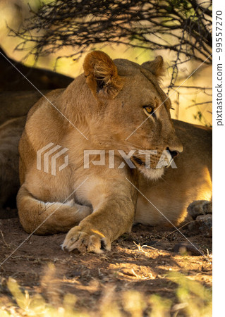 Close-up of lioness with catchlight in shade 99557270