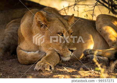 Close-up of lioness with catchlight under bush 99557271