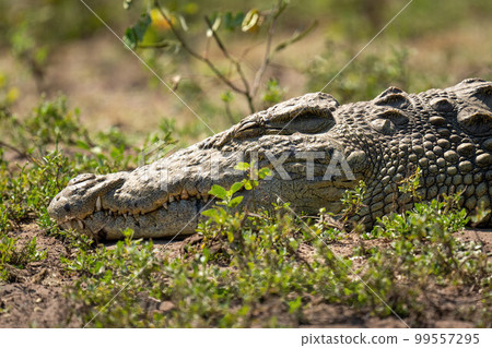 Close-up of Nile crocodile asleep among bushes 99557295