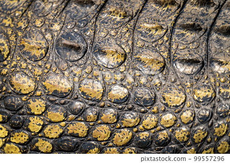 Close-up of Nile crocodile body in sun Close-up of Nile crocodile body in sun 99557296