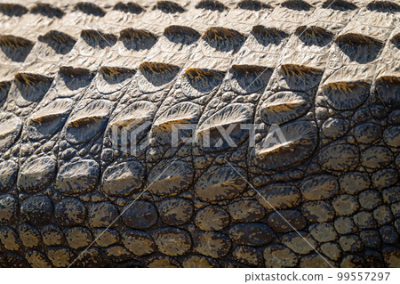 Close-up of Nile crocodile body in sunshine 99557297