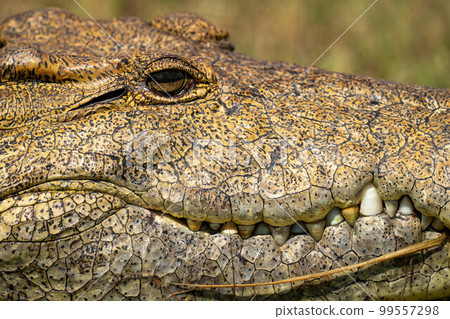 Close-up of Nile crocodile head in sunshine Close-up of Nile crocodile head in sunshine 99557298