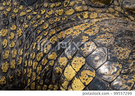 Close-up of Nile crocodile leg in sun 99557299
