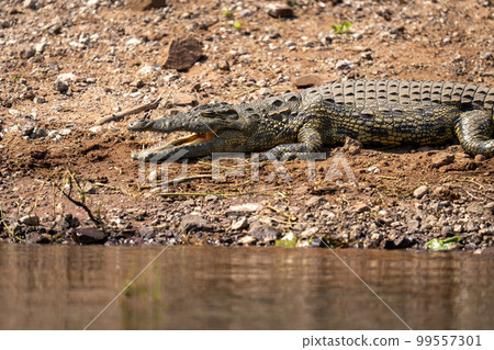 Close-up of Nile crocodile lying opening mouth 99557301