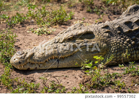 Close-up of Nile crocodile lying watching camera 99557302