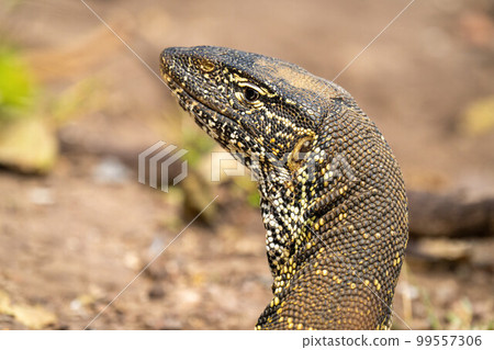 Close-up of Nile monitor head turning round Close-up of Nile monitor head turning round 99557306