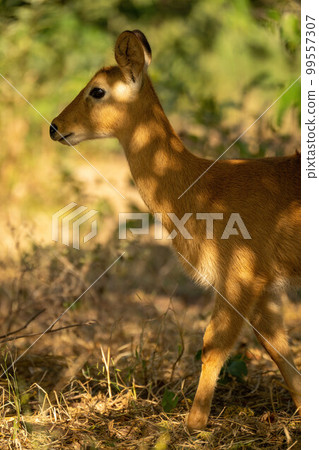 Close-up of puku walking in dappled sunlight 99557307