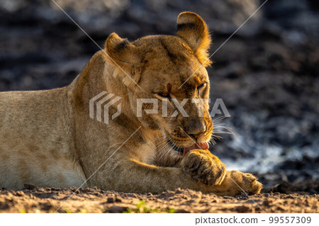 Close-up of sunlit lioness lying licking paw Close-up of sunlit lioness lying licking paw 99557309