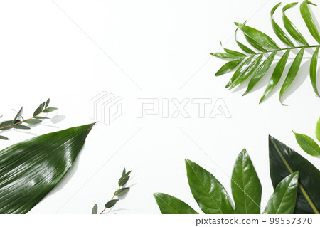 Concept of summertime, leaves, summer and nature concept Concept of summertime, leaves, summer and nature concept 99557370