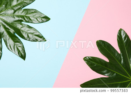 Concept of summertime, leaves, summer and nature concept Concept of summertime, leaves, summer and nature concept 99557383