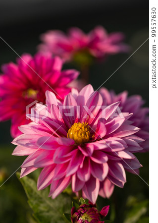 Impressive pink dahlia with contrast Impressive pink dahlia with contrast 99557630