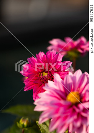 Shoot a pink dahlia with enhanced contrast Shoot a pink dahlia with enhanced contrast 99557631