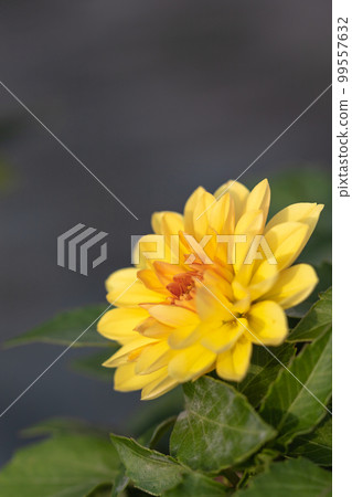 Dahlia in vibrant colors 99557632