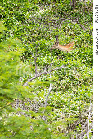 蝦夷鹿吃東西的風景 蝦夷鹿吃東西的風景 99558688
