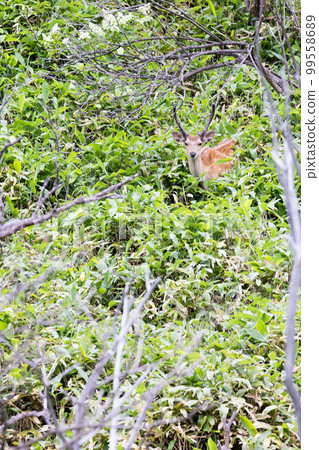 從灌木叢中出現的蝦夷鹿的風景 99558689