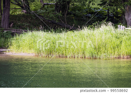 Waterside plants that grow in colonies on the shores of Lake Onneto Waterside plants that grow in colonies on the shores of Lake Onneto 99558692