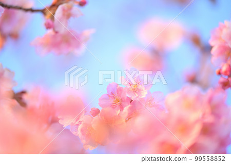 Kawazu cherry tree Kawazu cherry tree 99558852