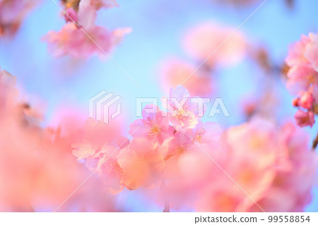 Kawazu cherry tree Kawazu cherry tree 99558854
