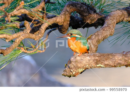 Wild bird kingfisher Wild bird kingfisher 99558970