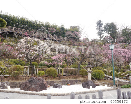 Ikegami Plum Garden (famous spot for plum blossoms) 99559172