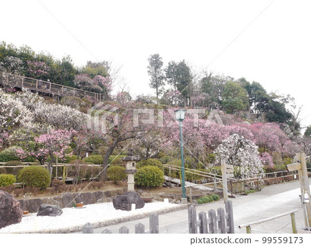 Ikegami Plum Garden (famous spot for plum blossoms) 99559173