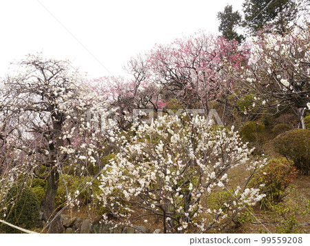 Ikegami Plum Garden (famous spot for plum blossoms) Ikegami Plum Garden (famous spot for plum blossoms) 99559208