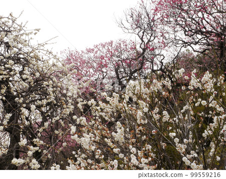 Ikegami Plum Garden (famous spot for plum blossoms) Ikegami Plum Garden (famous spot for plum blossoms) 99559216