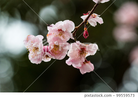 櫻花 櫻花 99559573