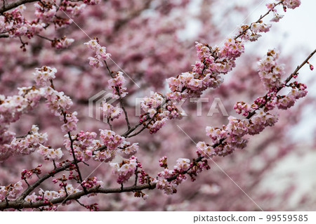 Cherry Blossoms Cherry Blossoms 99559585
