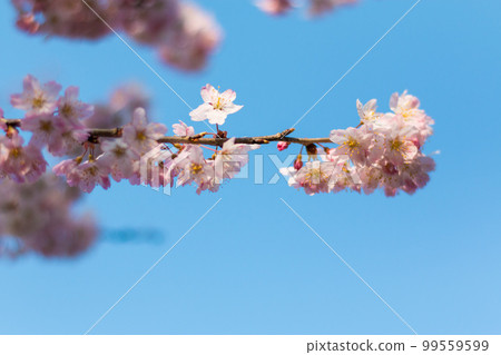 Cherry Blossoms Cherry Blossoms 99559599