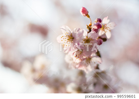 Cherry Blossoms Cherry Blossoms 99559601