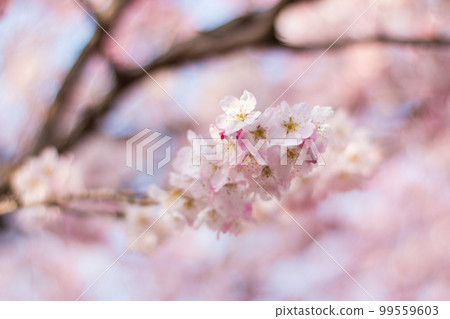 櫻花 99559603