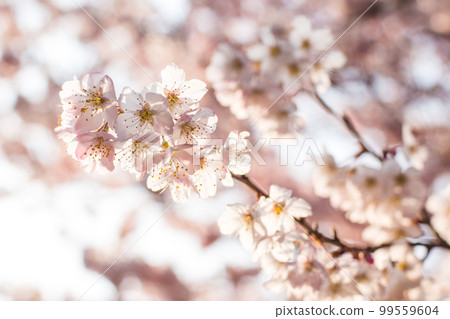 櫻花 櫻花 99559604