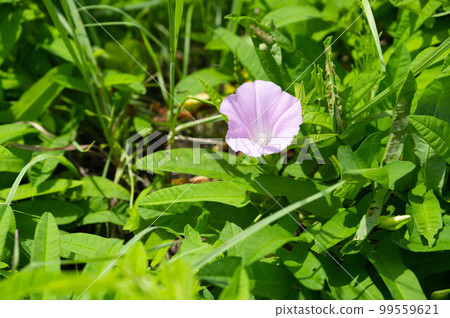 Bindweed blooming in the grass Bindweed blooming in the grass 99559621